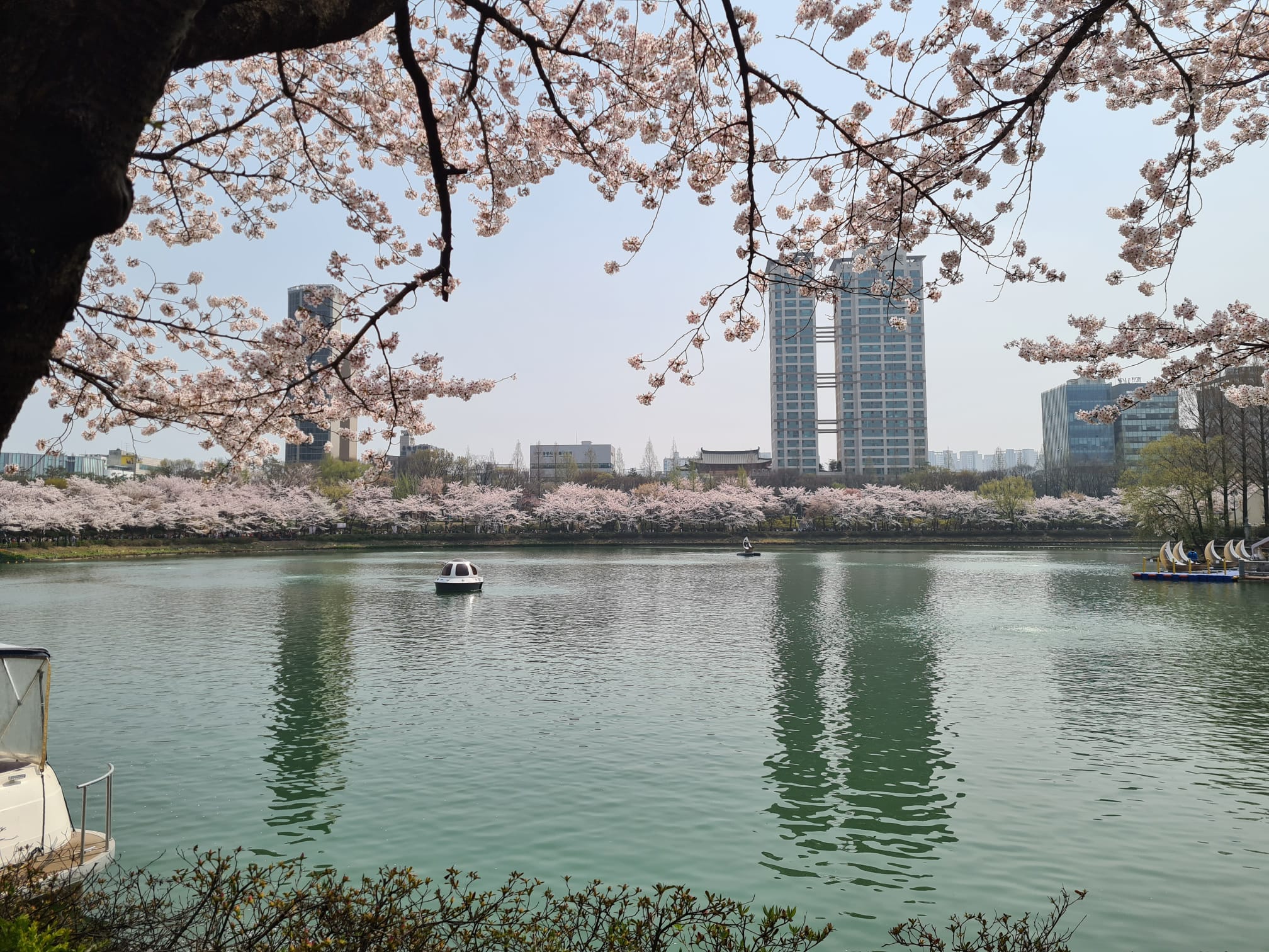 Seokchon Lake in Seoul during cherry blossom season